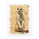 Curious Meerkat Postcard