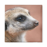 Curious Meerkat Square Magnet