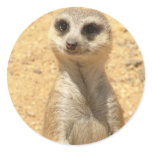 Curious Meerkat Sticker