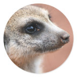Curious Meerkat Sticker