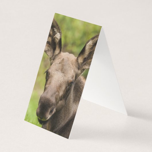 Curious Moose (Back)