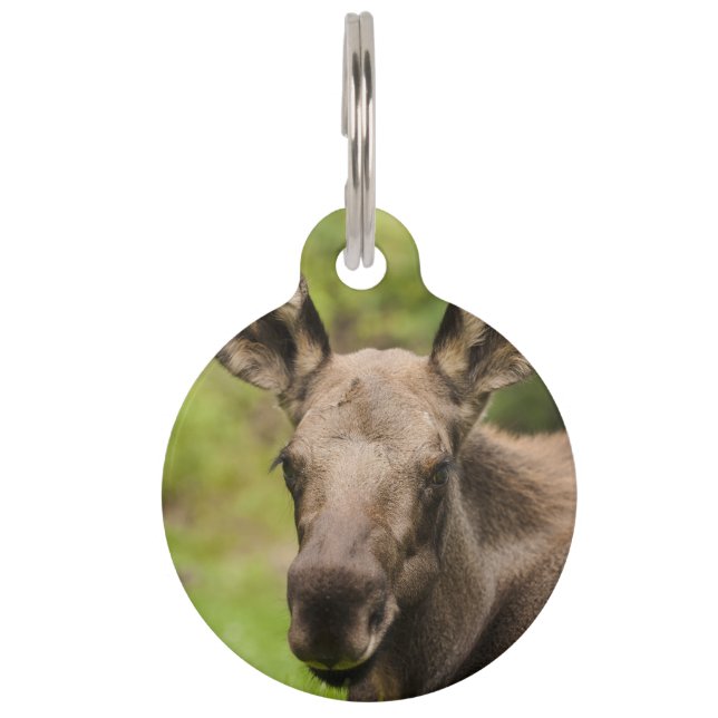 Curious Moose Pet ID Tag (Front)