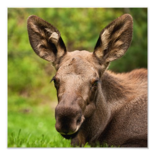 Curious Moose Photo Print