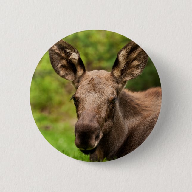 Curious Moose Pinback Button (Front)