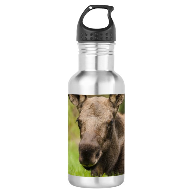 Curious Moose Stainless Steel Water Bottle (Front)