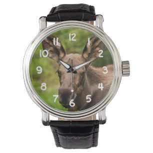 Curious Moose Watch