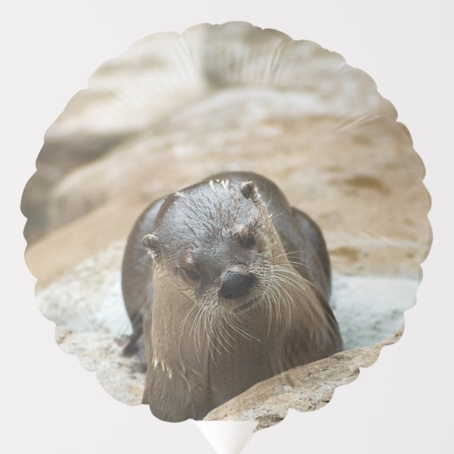 Curious Otter Balloon (Front)