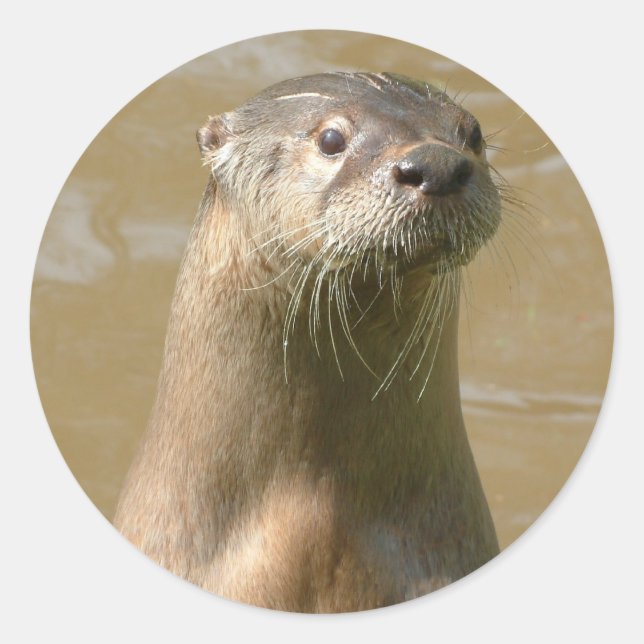 Curious Otter Sticker (Front)