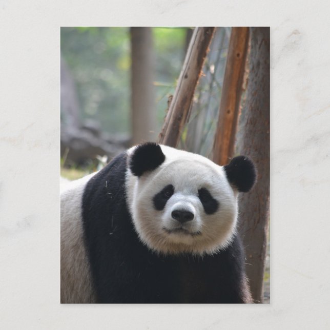 Curious Panda Bear Postcard (Front)