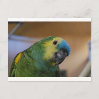 Curious Parrot Postcard