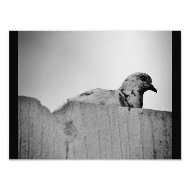 Curious Pigeon Photo Print (Front)