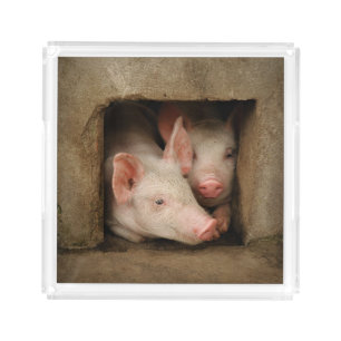 Curious Piglets Acrylic Tray