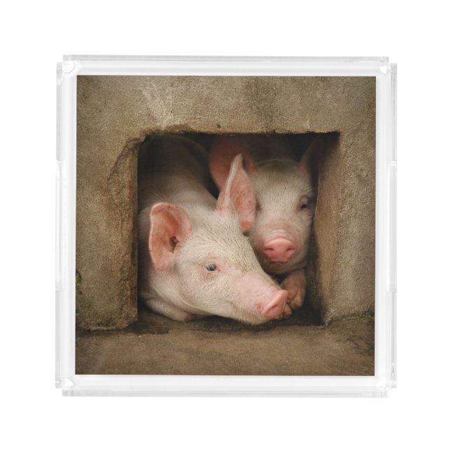 Curious Piglets Acrylic Tray (Front)