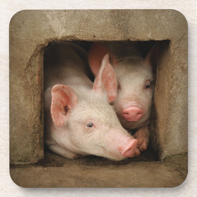Curious Piglets Beverage Coaster (Front)