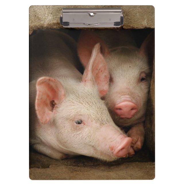 Curious Piglets Clipboard (Front)