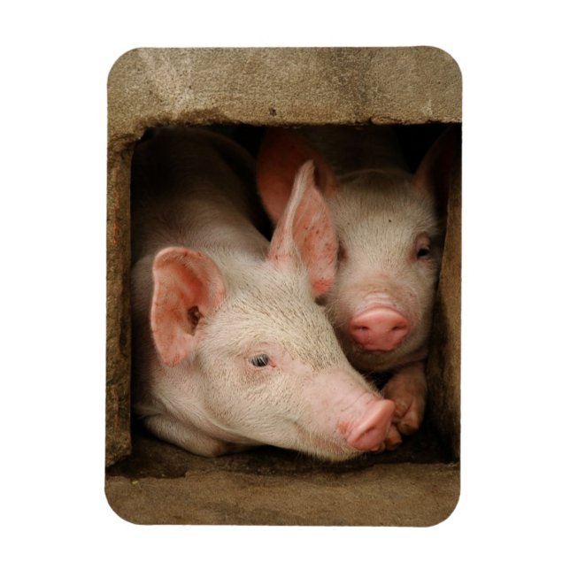 Curious Piglets Magnet (Vertical)