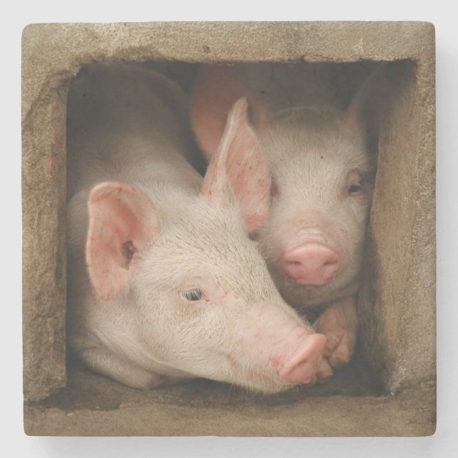 Curious Piglets Stone Coaster (Front)