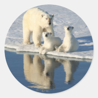 Curious Polar Bear Family Classic Round Sticker