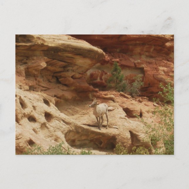 Curious.... Postcard (Front)