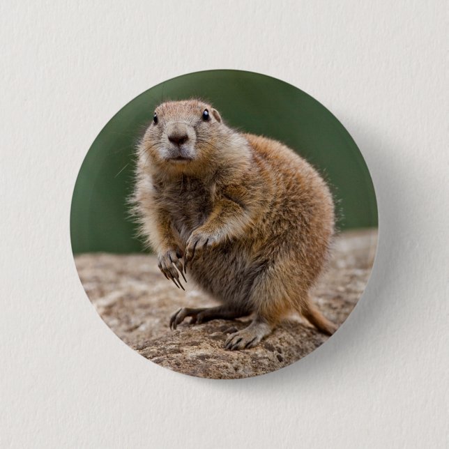 Curious Prairie Dog Badge Button (Front)