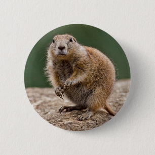 Curious Prairie Dog Badge Button