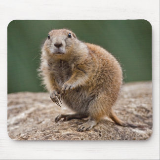 Curious Prairie Dog Mousemat Mouse Pad