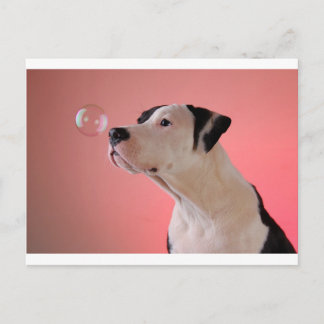 Curious pup postcard