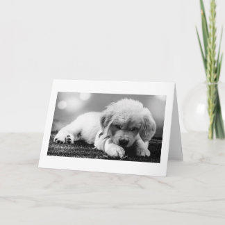 Curious Puppy | Blank Card