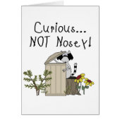 Curious Raccoon (Front)