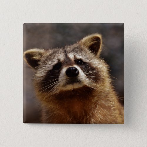 Curious Raccoon Button