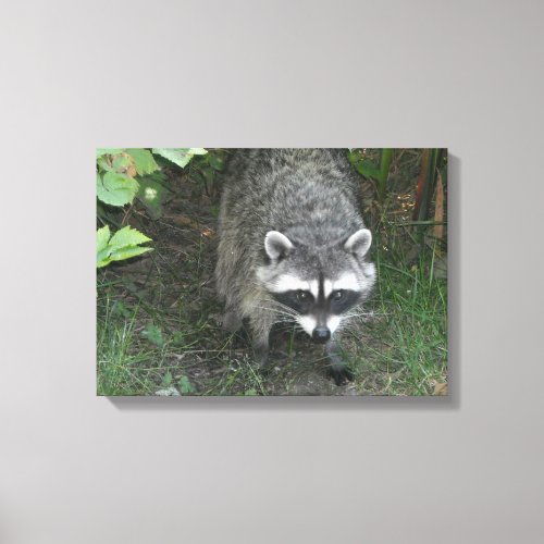 Curious Raccoon Canvas Print