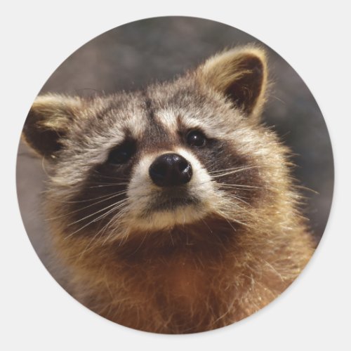 Curious Raccoon Classic Round Sticker