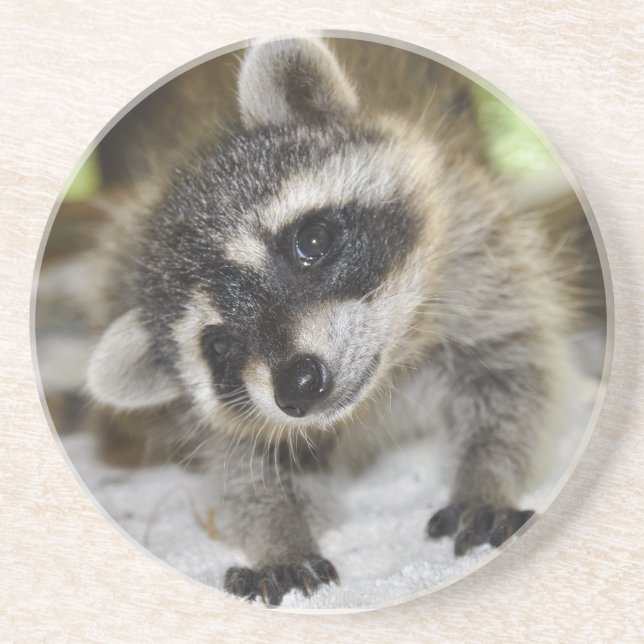 Curious Raccoon Coaster (Front)