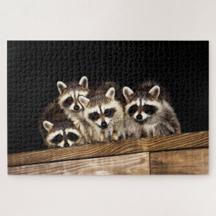 Curious Raccoon Family, Jigsaw Puzzle