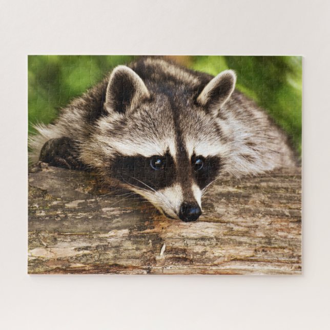 Curious Raccoon, Jigsaw Puzzle (Horizontal)
