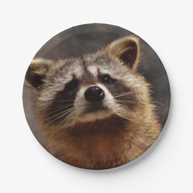 Curious Raccoon Paper Plates (Front)