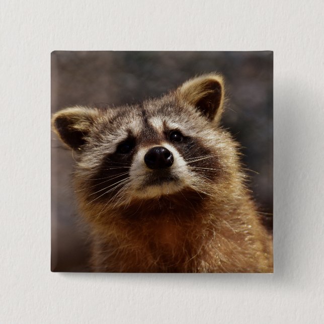 Curious Raccoon Photo Button (Front)