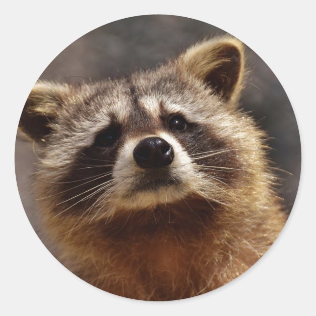 Curious Raccoon Photo Classic Round Sticker (Front)