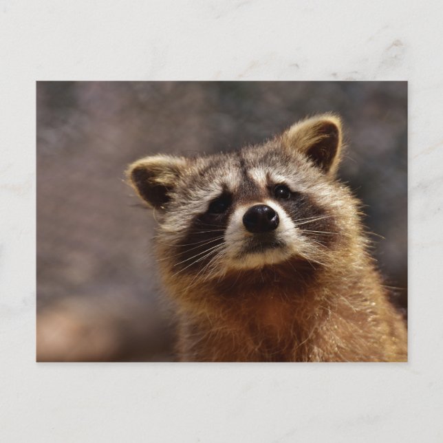 Curious Raccoon Photo Postcard (Front)