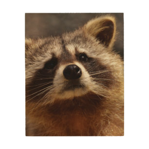 Curious Raccoon Photo Wood Wall Art