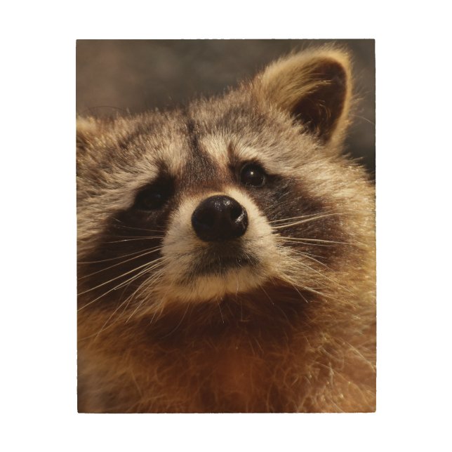 Curious Raccoon Photo Wood Wall Art (Front)
