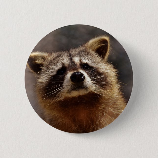 Curious Raccoon Pinback Button (Front)