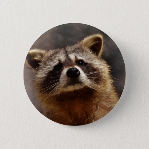 Curious Raccoon Pinback Button