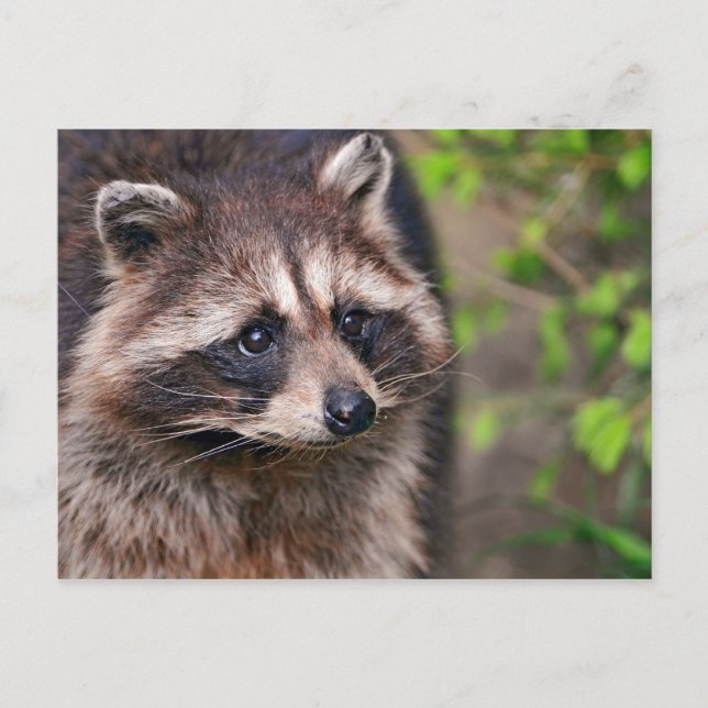 Curious Raccoon Postcard (Front)