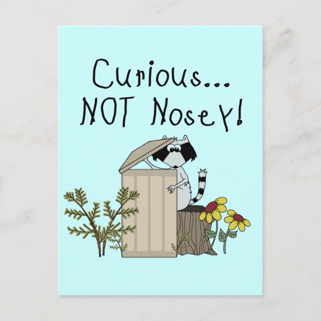 Curious Raccoon Postcard (Front)