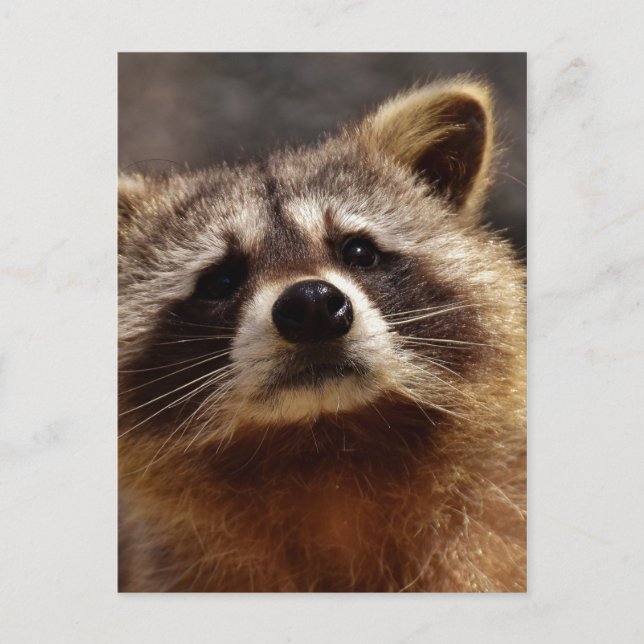 Curious Raccoon Postcard (Front)