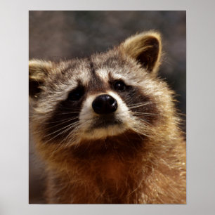 Curious Raccoon Poster