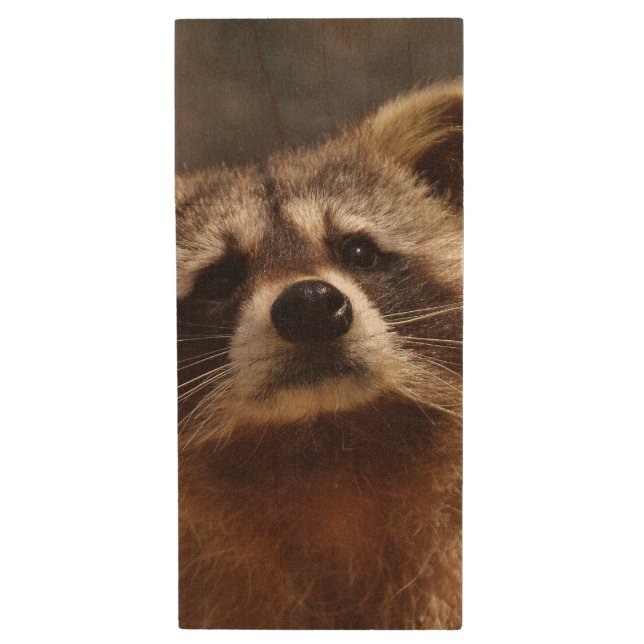 Curious Raccoon Wood Flash Drive (Front Vertical)