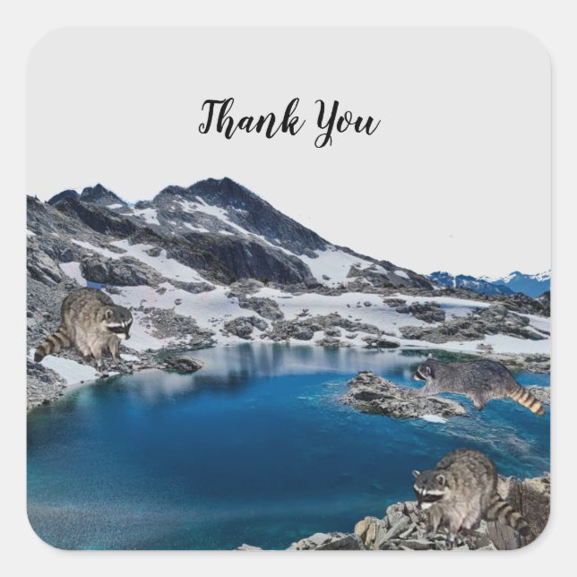 Curious Raccoons Square Sticker (Front)