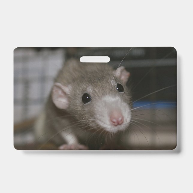 Curious Rat Badge (Front)
